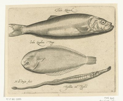 Hering, Zunge und Seenadel von Nicolaes de Bruyn
