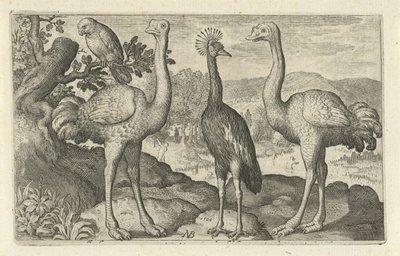 Kronenkranich zwischen zwei Straußen von Nicolaes de Bruyn