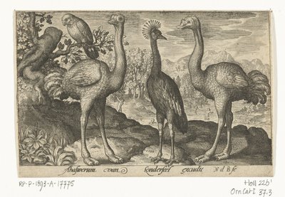 Kronenkranich zwischen zwei Straußen von Nicolaes de Bruyn