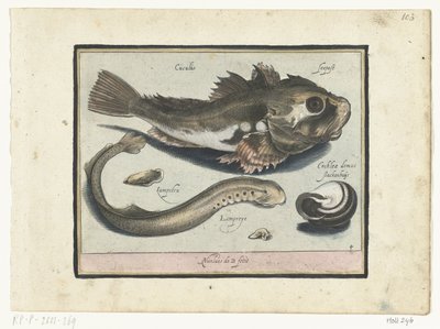 Poon, Neunauge und Schneckenhaus von Nicolaes de Bruyn