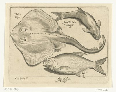 Rochen, Brassen und Weißfisch von Nicolaes de Bruyn
