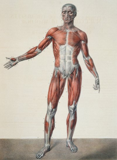 Anatomie des menschlichen Körpers, aus 