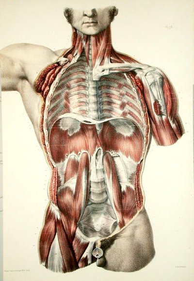 Abgezogener Torso, Tafel aus 
