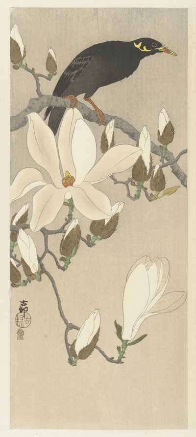 Myna auf Magnolienzweig von Ohara Koson