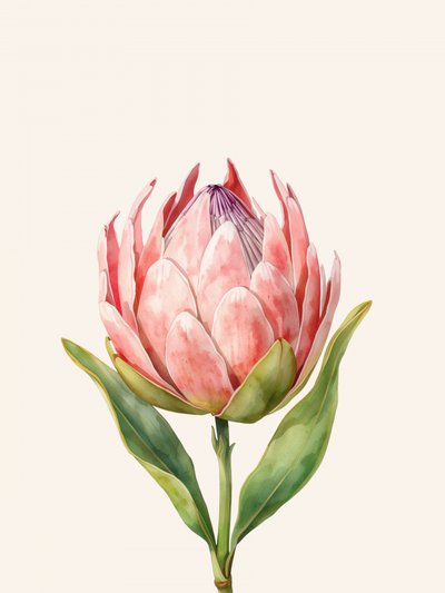 Pinkfarbene Protea-Blüte von Ohkimiko