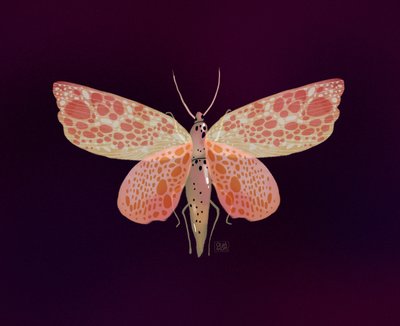 Rosa-orange gefleckter Falter von Olga Skomorokhova