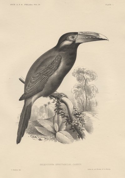 Selenidera Spectabilis, Lithographie von Bowen und Co., 1850 von Otto Koehler