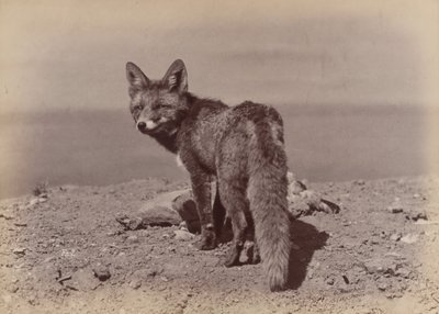 Fuchs, 1886 von Ottomar Anschütz