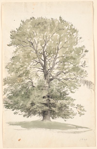 Ein großer Buchenbaum mit grünem Laub von P.C. Skovgaard
