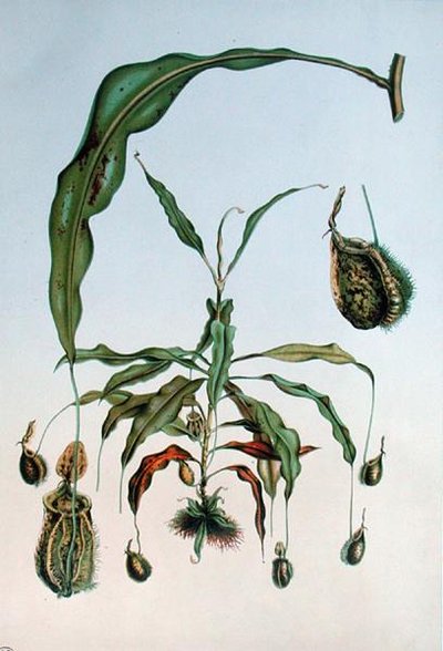 Nepenthes Hookeriana, botanische Platte aus 