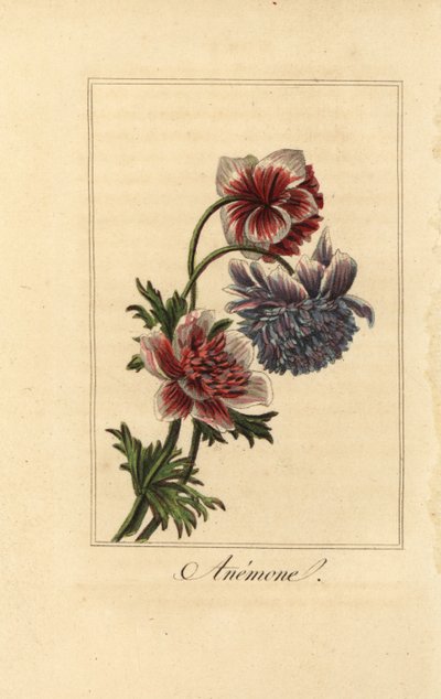 Hybride Anemonen-Mohnblume, Anemone coronaria von Pancrace (after) Bessa