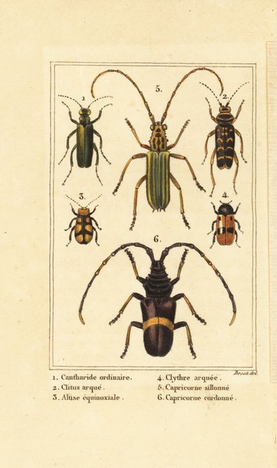 Spanische Fliege, Lytta vesicatoria 1, Wespenkäfer, Clytus arietis 2, Altica equinoctialis 3, Clytra quadripunctata 4, Bockkäfer, Chlorida festiva 5 und Trachyderes succinctus 6 von Pancrace (after) Bessa
