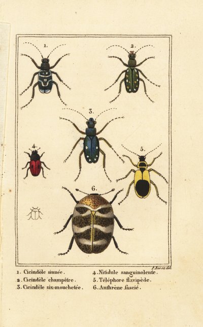 Sandlaufkäfer, Cicindela sinuata 1, Cicindela campestris 2, Cicindela sexguttata 3, Nitidula sanguinolenta 4, Teppichkäfer, Telephore flavipede 5, Anthrenus verbasci 6 von Pancrace (after) Bessa