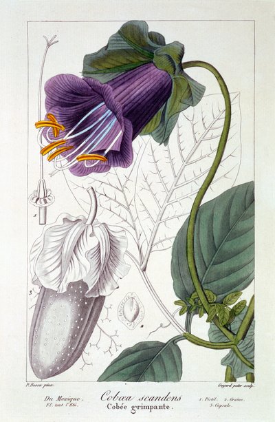 Cobaea scandens, 1836 von Pancrace Bessa