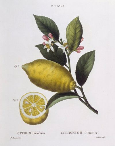Zitrone (Citrus limonium), botanische Tafel von Pancrace Bessa von Pancrace Bessa