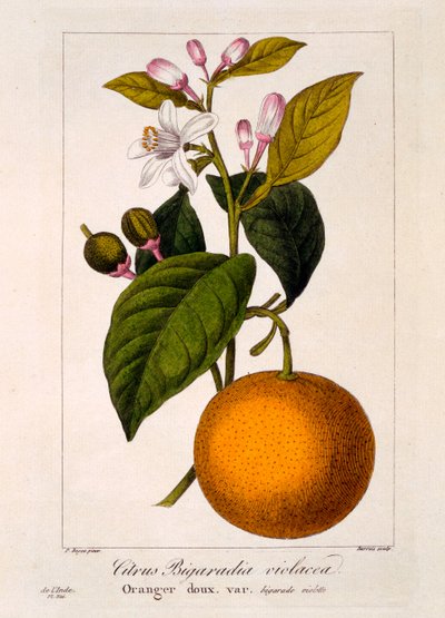 Süße Orange: Citrus sinensis var. Bigaradia violacea, 1836 von Pancrace Bessa