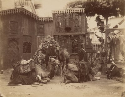Halle der Kamele von Pascal Sébah
