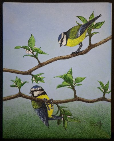 Blaumeisen, 2016 von Pat Scott