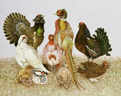 Wildvögel von Pat Scott