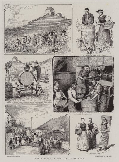 Die Weinlese im Kanton Waadt von Paul Destez