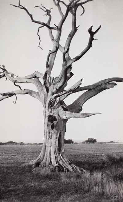 Toter Baum, Romney Marsh von Paul Nash