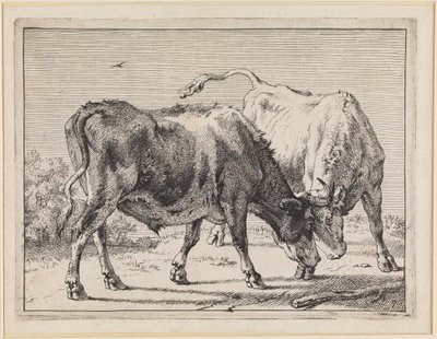 Zwei kämpfende Ochsen von Paulus Potter