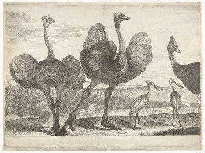 Strauße, Kasuar und Löffler von Peeter Boel (attributed to)