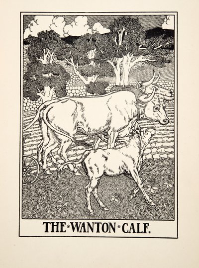 Das lüsterne Kalb, aus Hundert Fabeln von Aesop, veröffentlicht 1903 von Percy J. Billingshurst