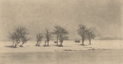 Knotige Dornbäume, ca. 1890, gedruckt ca. 1895 von Peter Henry Emerson