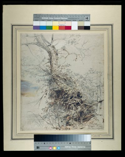 Ein sterbender Baum, dessen Stamm mit Brombeeren bedeckt ist, neben einem Zaun, um 1618-20 von Peter Paul Rubens
