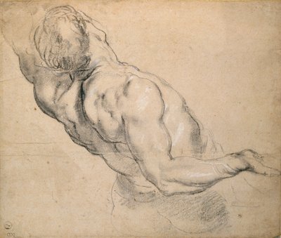 Studie eines nackten männlichen Torsos, 1600-1640 von Peter Paul Rubens