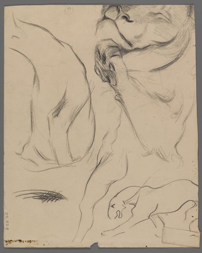 Studien eines Löwen von Philip H. Wolfrom