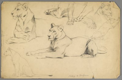 Studien einer Löwin von Philip H. Wolfrom