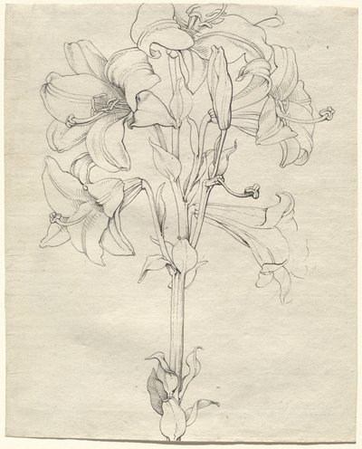 Ein Lilienstängel mit sechs Blüten von Philipp Otto Runge