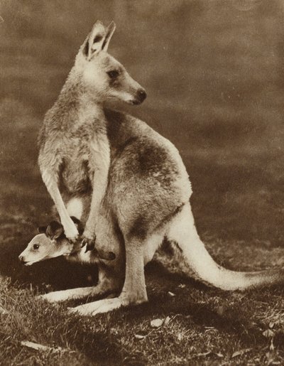 Baby-Känguru schaut aus dem Beutel seiner Mutter, Australien von Photographer Australian