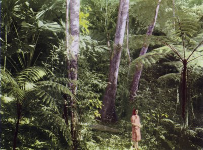 Queensland, Australien: Tropischer Dschungel (Foto) von Photographer Australian