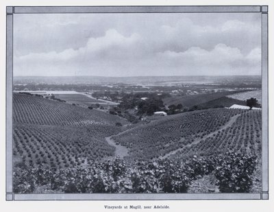 Weinberge in Magill, nahe Adelaide (s/w Foto) von Photographer Australian