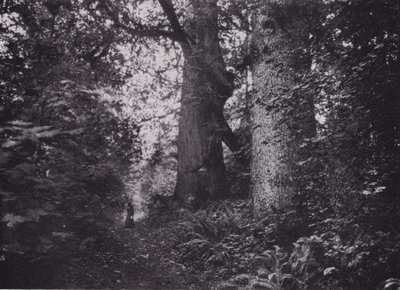 Waldgiganten, Stanley Park, Vancouver von Photographer Canadian