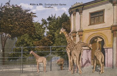 Kölner Zoo, Giraffen (Foto) von Photographer German