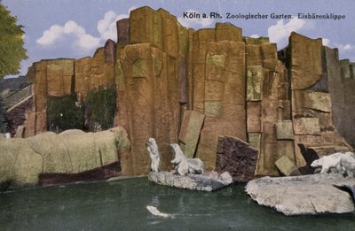Kölner Zoo, Eisbären von Photographer German