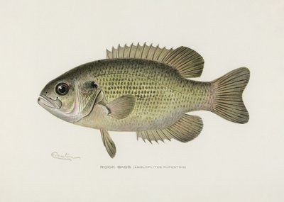 Felsenbarsch (Ambloplites Rupestris) von Sherman F. Denton (1856-1937) von Pictufy