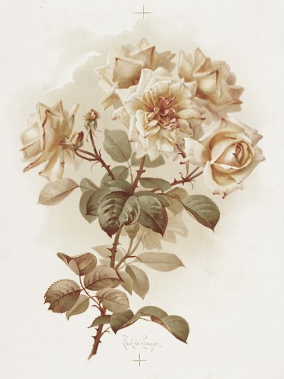 Gelbe Rosen; Reve D