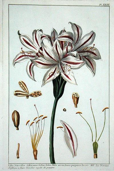 Lilio Narciffus Affricanus aus 