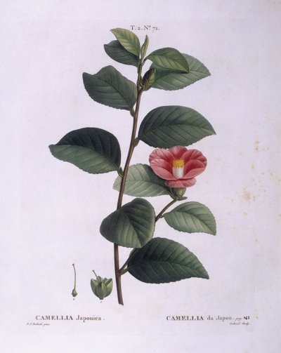 Kamelie (Camellia japonica), Henry Louis Duhamel du Monceau, botanische Tafel von Pierre Joseph Redouté von Pierre Joseph Redouté