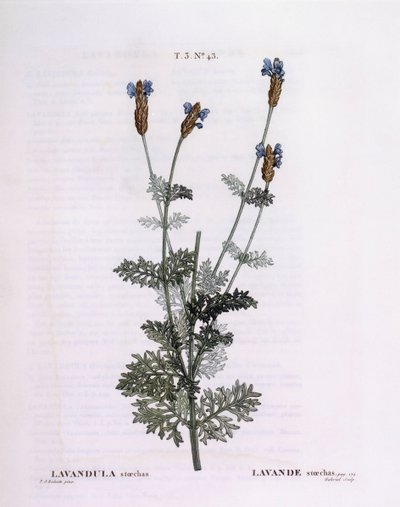 Französischer Lavendel (Lavandula stoechas), botanische Tafel von Pierre Joseph Redouté von Pierre Joseph Redouté