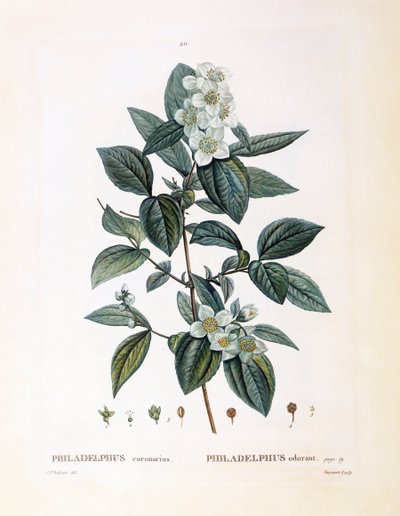 Falscher Jasmin (Philadelphus coronarius), botanische Tafel von Pierre Joseph Redouté von Pierre Joseph Redouté