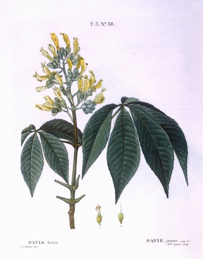 Pavia lutea, botanische Tafel von Pierre Joseph Redouté von Pierre Joseph Redouté