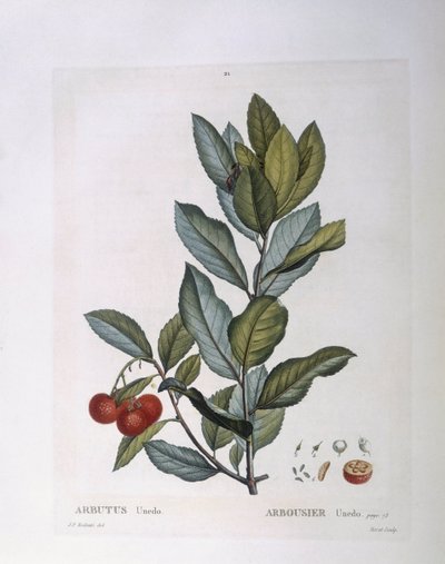 Erdbeerbaum (Arbutus unedo), botanische Tafel von Pierre Joseph Redouté von Pierre Joseph Redouté