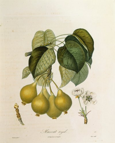 Muskat-Royal-Aprikose von Antoine Poiteau von Pierre Antoine (after) Poiteau