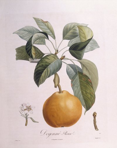 Birne "Doyenné roux" von Pierre Antoine (after) Poiteau